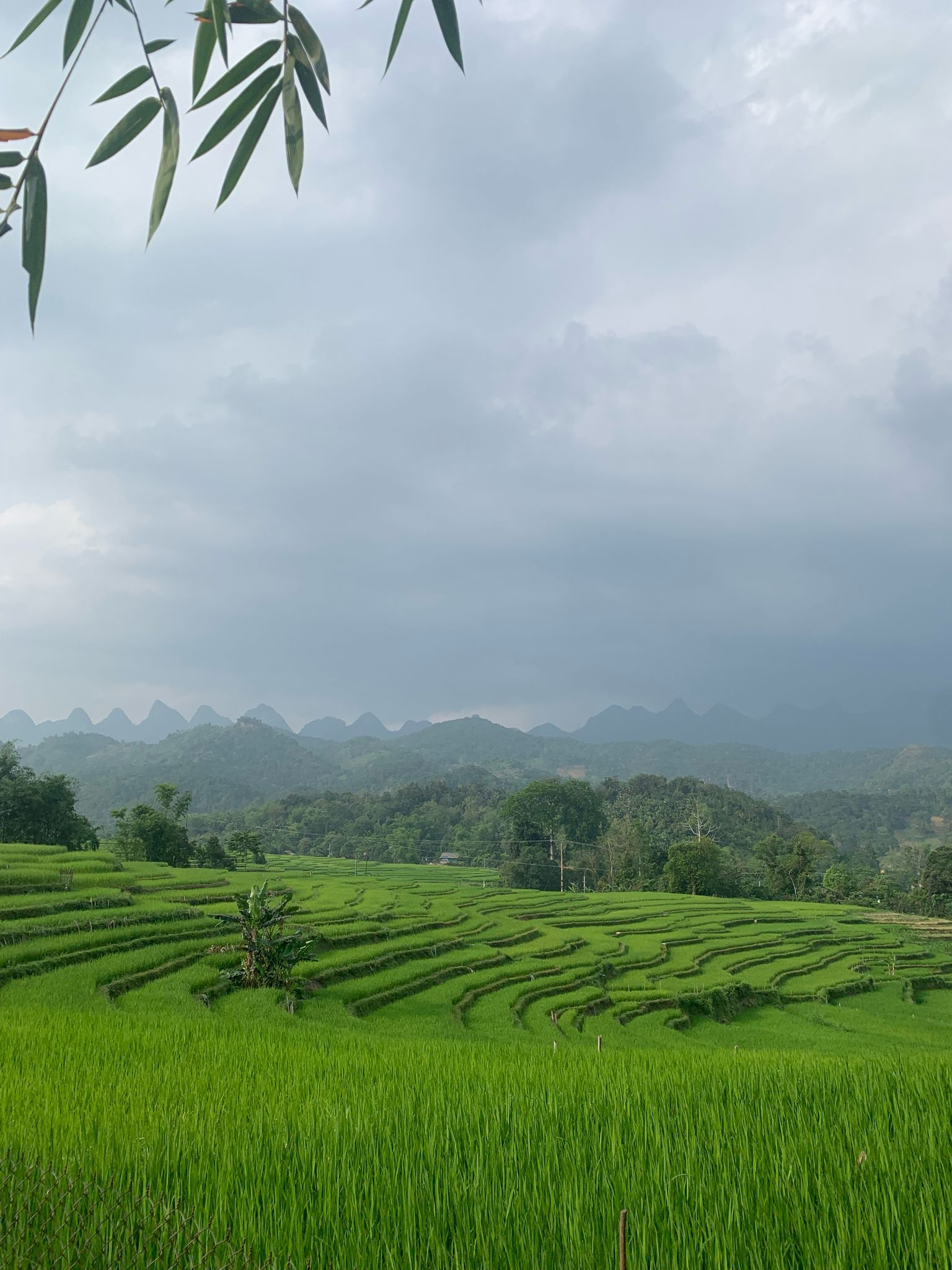 rice field